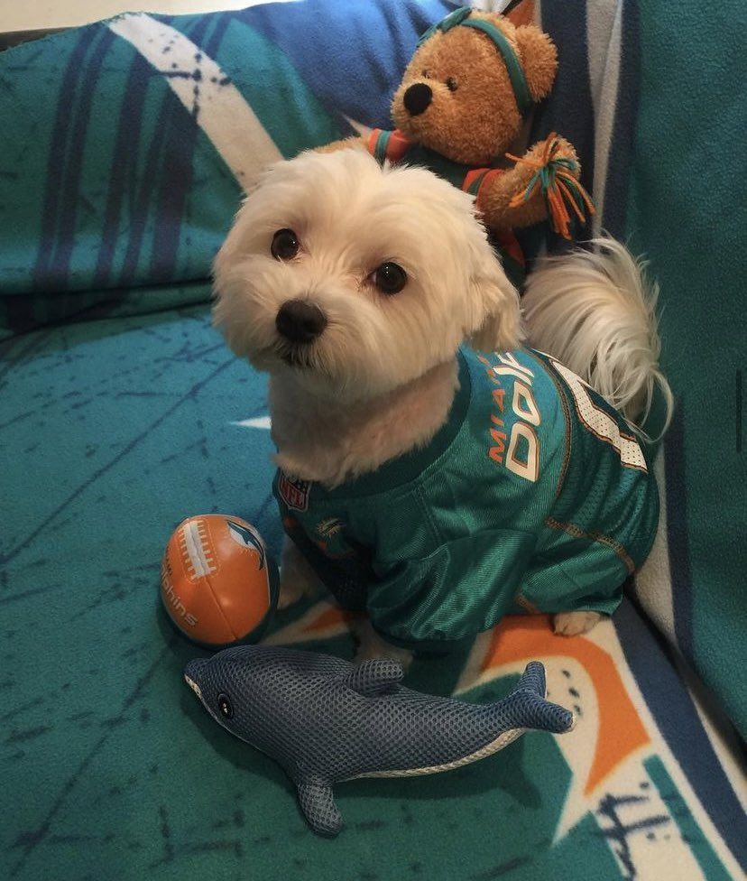 katelyn3251's tweet photo. @budlight Wilkins is one of our favorite players!π¬ He makes a splash on and off the field! π @cwilkins42! #BudLightPresent #Sweepstakes #FinsUp https://t.co/sGGiTO3cuf