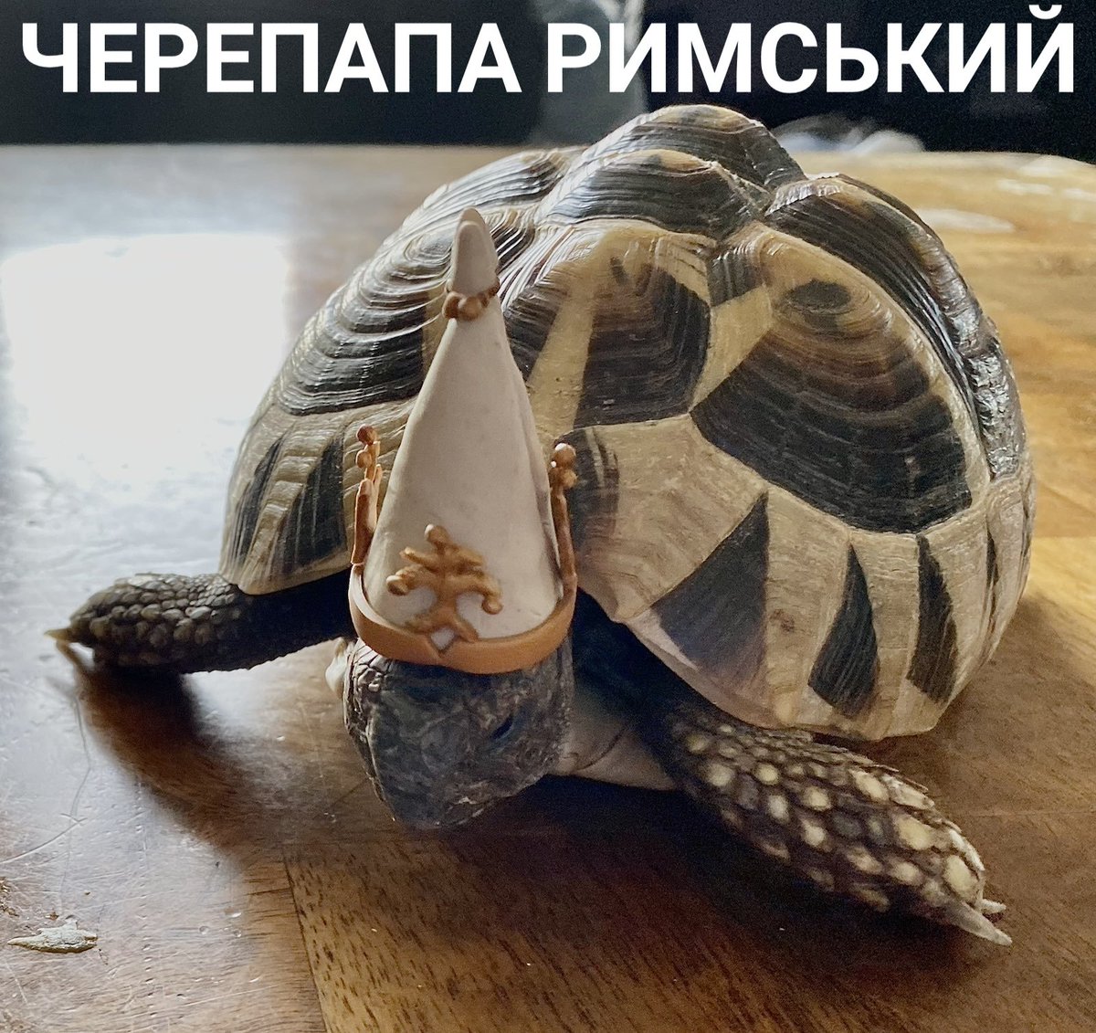 gudvin42's tweet photo. #popeturtle https://t.co/Zc0xIzelAV