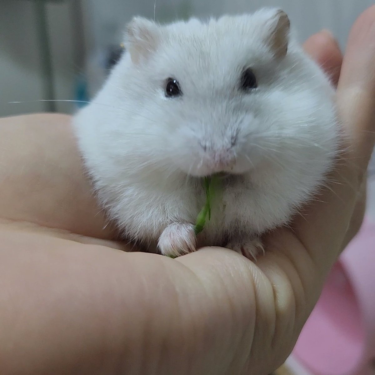 앵식이(햄스터케이지는5000cm²부터) tweet media