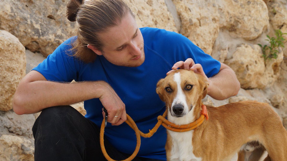 protemalaga's tweet photo. León, 1 año, tamaño mediano. 
Es un perro un poco tímido, que con paciencia y amor, se convierte en un cachorrito que solo quiere mimos y jugar mucho.
Correo:moduloc@protectoramalaga.com https://t.co/7QkzG6sxmH
