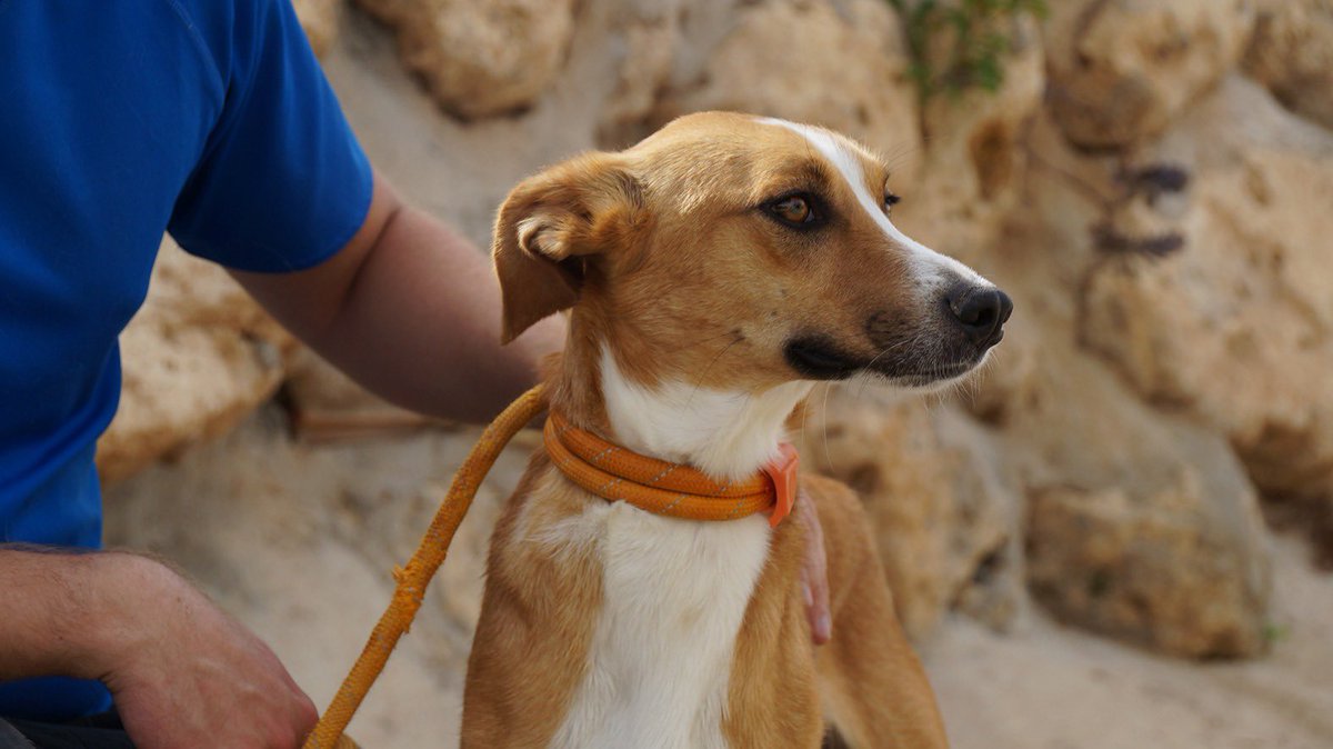 protemalaga's tweet photo. León, 1 año, tamaño mediano. 
Es un perro un poco tímido, que con paciencia y amor, se convierte en un cachorrito que solo quiere mimos y jugar mucho.
Correo:moduloc@protectoramalaga.com https://t.co/7QkzG6sxmH