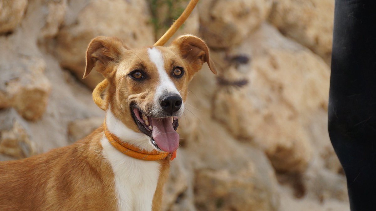 protemalaga's tweet photo. León, 1 año, tamaño mediano. 
Es un perro un poco tímido, que con paciencia y amor, se convierte en un cachorrito que solo quiere mimos y jugar mucho.
Correo:moduloc@protectoramalaga.com https://t.co/7QkzG6sxmH
