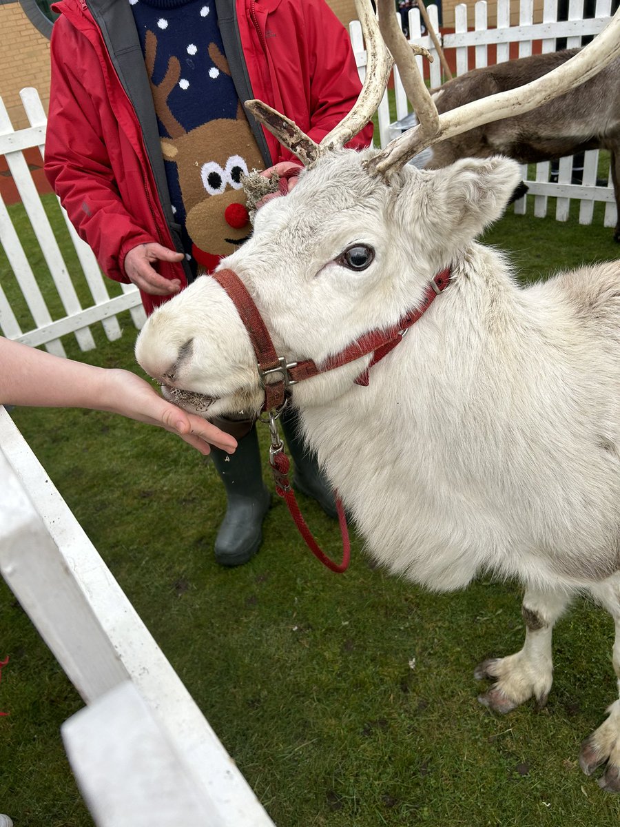mathswithmandy's tweet photo. Reindeer, hot chocolate, home made donuts and Christmas cupcakes (to name just a few).  It was all going down today @stphilipsplains Christmas Fayre. https://t.co/Ds6j7nXUfD