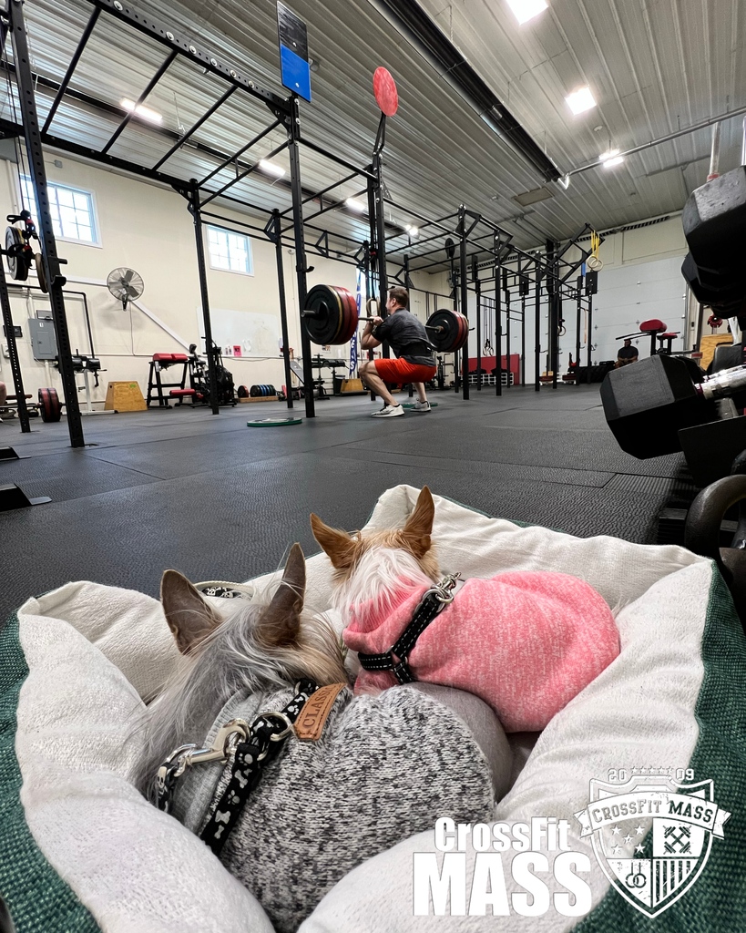 CrossFitMASS's tweet photo. Do you perform better with an audience?

Today's workout - https://t.co/bWEELRbe0m

#gymdogs #squat #activelife #puppies #dogsofinstagram https://t.co/OFRLTdc5PI