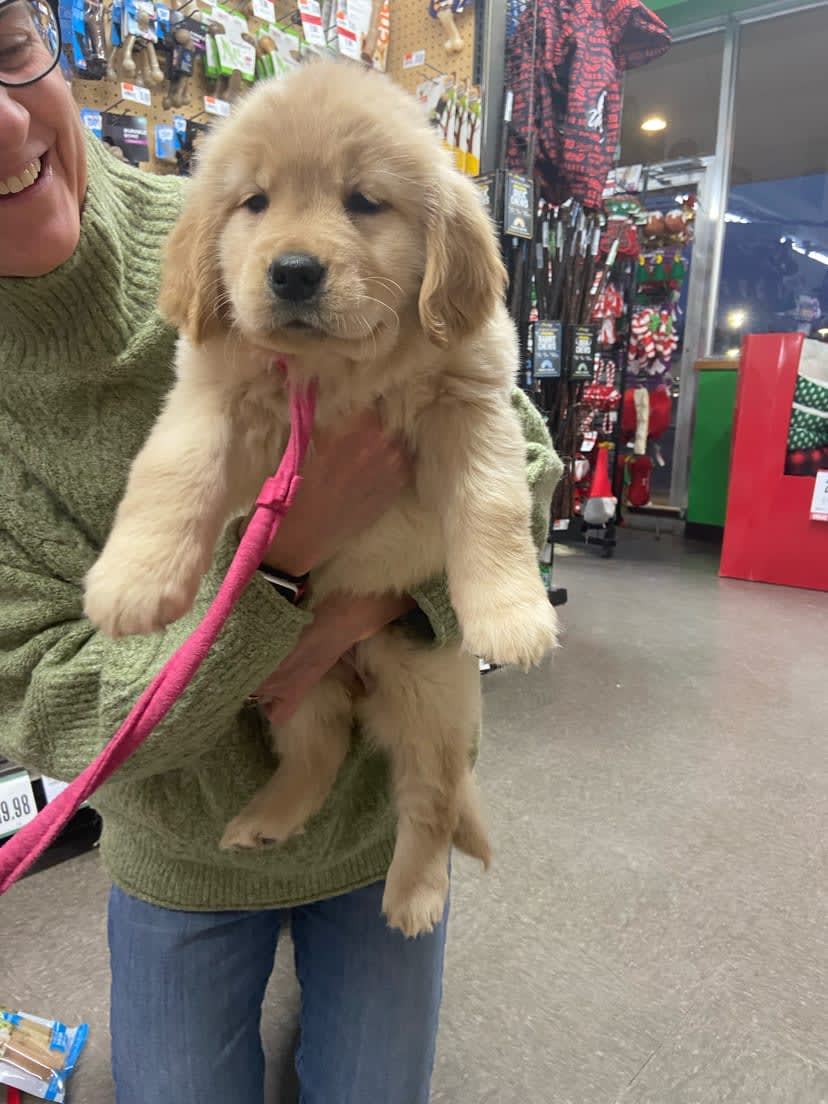 pspportagemi's tweet photo. It doesn't get much cuter than Miss Mable! We had so much fun welcoming her and helping her find some new goodies to take home! Stop by and visit us anytime, Mable! 😍🐾💚 #PSPPortageMI https://t.co/EcZlhVr7ja