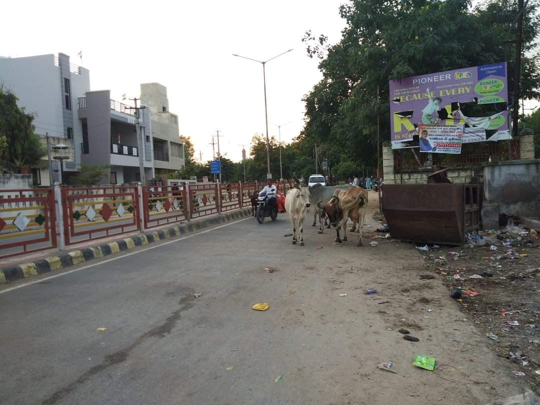 <a href="/PatanCity/">Patan City - પાટણ</a> માં અત્રે તત્રે સર્વત્ર અમારું રાજ... જોઈને નિકળજો ... આ છે...રખડતા ઢોરો નું ગામ : 

 શહેરની સમસ્યા ક્યારે ઉકેલાશે પૂછતા હે પાટણ

Cc: <a href="/PradipSinhRathd/">Pradipsinh Rathod</a> <a href="/CollectorPatan/">Collector Patan</a> <a href="/CMOGuj/">CMO Gujarat</a> <a href="/patanpolice/">Patan Police (Gujarat)</a> <a href="/i_DrRajulDesai/">Dr. Rajul L.Desai</a> 

#patan #patancity #marupatan #500patan