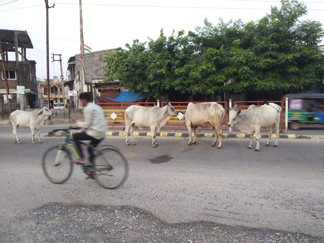 Patan City - પાટણ tweet media