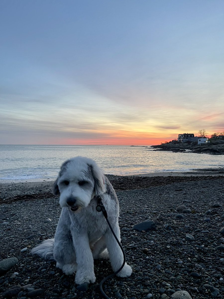 jkidston's tweet photo. Finn will sit for a photo on the beach, but he won’t be happy about it… 🌅🐶😂

#letmerun #thisisboring #justtakethepicalready https://t.co/JK4mndtHxw