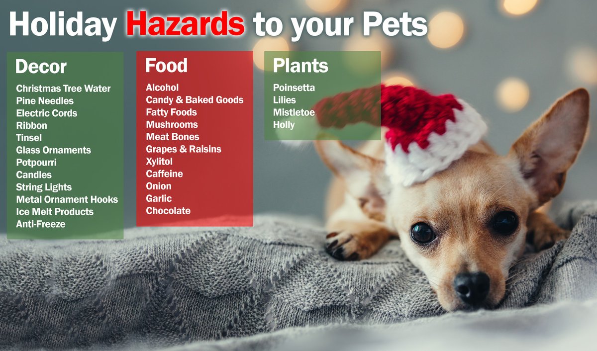 Keep your furry friends safe from these common #holiday hazards! 🐶🐱 #petowner #petcaretips #petsafety