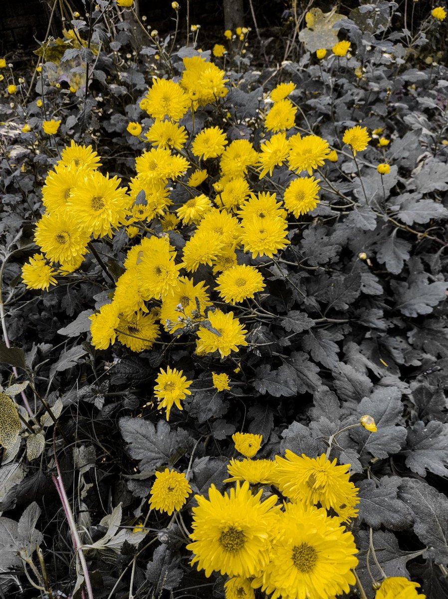 Colour splash
.
.
Check it out on pindle
.
.
Shot on <a href="/motorolaindia/">Motorola India</a> 
.
.
pindle.io/web/share?sid=…
<a href="/Pindle_India/">PINDLE INDIA 🇮🇳</a> #pindle #pindleindia
#Flowers