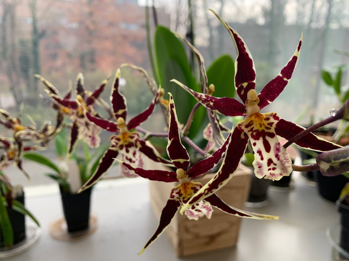 Brassidium Golden Gamine 'White Knight' #orchid
