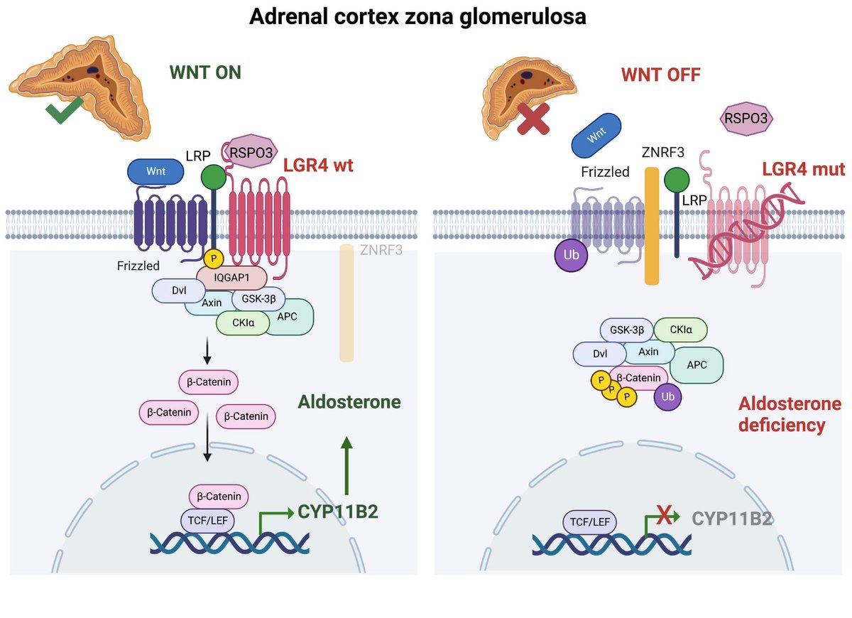 Pandeylab's tweet photo. @snf_ch @uniofbern @DBMR_UniBe
Pad Endo Bern and colleagues in FR show: Loss of R-Spondin receptor LGR4 causes severe salt-wasting disrupted WNT signaling to alter adrenal zonation causing hypoaldosteronism #Adrenal #Aldosterone #CYP11B2 @jclinicalinvest
 https://t.co/x6lOY5Anbd https://t.co/ay4oQisALj