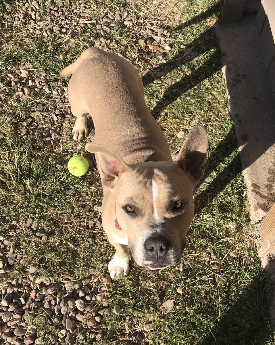 JoviGirl8's tweet photo. @whatsuptucson Anyone missing her? Found around 22nd Street and Wilmot on 12/21. Very friendly appears to be about 8 months old with no chip. Doesn’t appear to be a stray has bright pink collar without ID #lostdogstucson #lostdogsarizona https://t.co/KhuJ5jTT1K