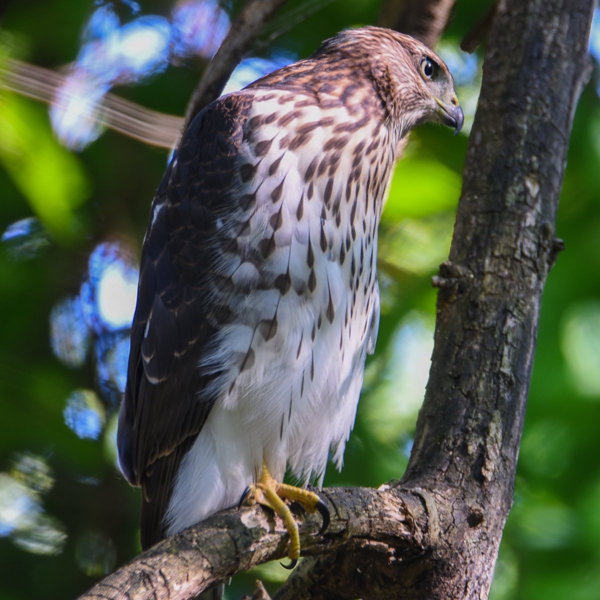 Somebodies about to go down!

#greensboroboggarden #birdsofinstagram
#birds_nature #birdshots_capture #birders_gallery
#onfire_wildnature
#total_bird #nature_special #nature_cuties
#eye_spy_birds  #world_bestanimal #best_moments_nature
#nuts_about_nature #universal_bird #Birds