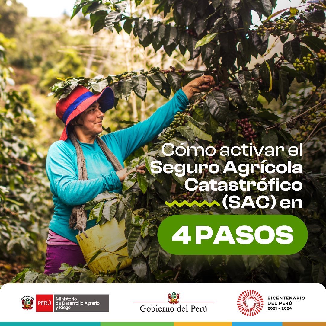 midagriperu's tweet image. ✅ Cómo activar el Seguro Agrícola Catastrófico en 4 pasos.
