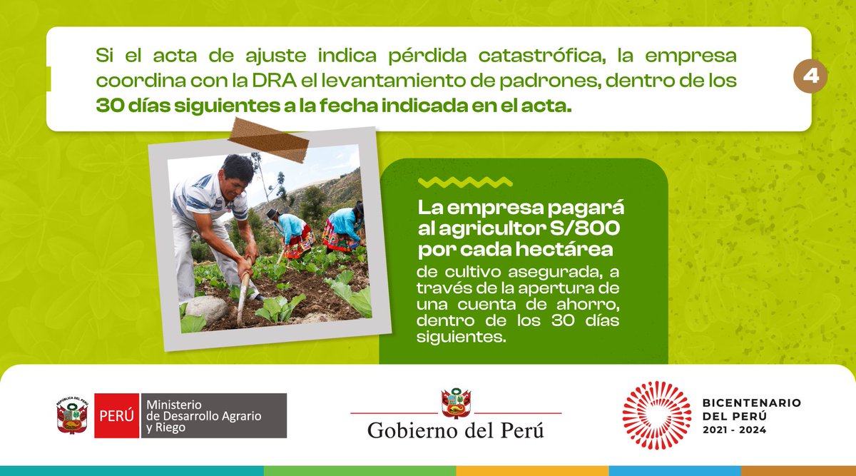 midagriperu's tweet image. ✅ Cómo activar el Seguro Agrícola Catastrófico en 4 pasos.