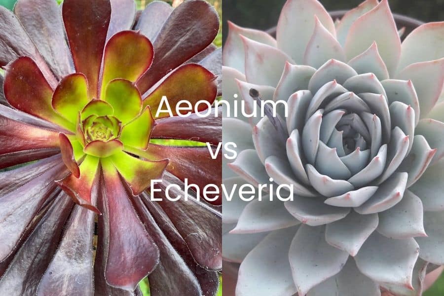 SucculentAlley's tweet photo. Aeonium vs Echeveria: 4 Interesting Differences and Similarities https://t.co/iBHKNyN5Ip https://t.co/LRBCkYP320