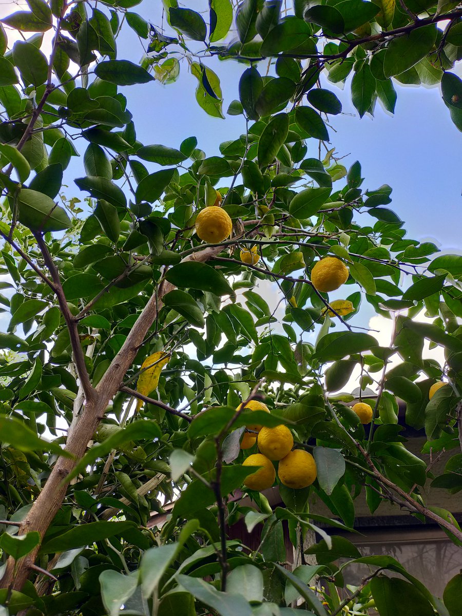 冬至なんで庭の柚を収穫してご近所さんに配る。
いい香り～🌳🍋 https://t.co/vJ7uaRE3bx