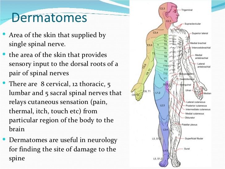 NSICStokeMand's tweet photo. #Dermatomes explained … @vimhealthcare @BSIHandbook @TheRehabPhysio @RBH_ICU_Physio @GSTT_ICU @CMCCN_ODN @s_leighslt @SpinalCordCom @spinalcord_SCSC @CSCI_RA @SpinalSymposium @The_SRI @SCOMajorTrauma @theneurolander @sisonlineorg @spinalinjuries @ScisciScotland @SCIRECommunity https://t.co/REH3oMqq88