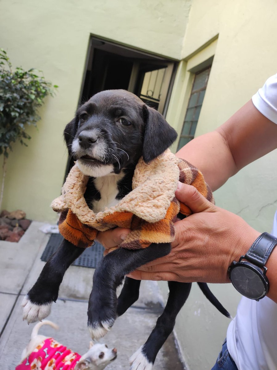 VIBRAmascotas's tweet photo. Sus hermanitos ya tienen adoptante, solo falta el, será mediano-chico. #ADOPTA #rt wats 5548724347 https://t.co/lMuoeiCkME