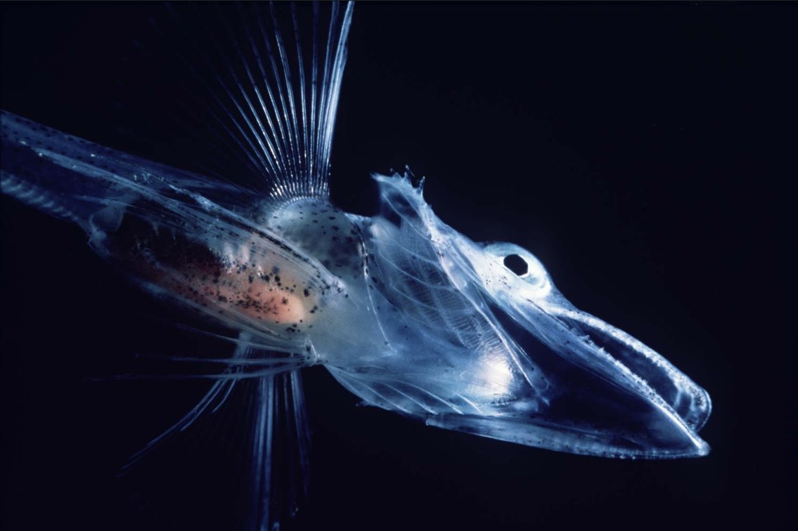 icoast_project's tweet photo. Santa won’t be able to fish for these cold water fish since they live near the South Pole. Icefish are the only vertebrates that do not produce hemoglobin in their blood. They make up for this by living in cold waters that have high oxygen solubility and very low metabolic rates. https://t.co/gQrAue926z