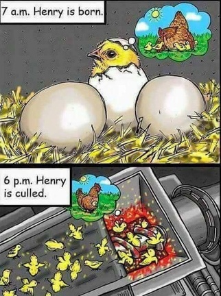 veganfuture's tweet photo. Don't support the cruel egg industry. #GoVegan https://t.co/louDRvMZID