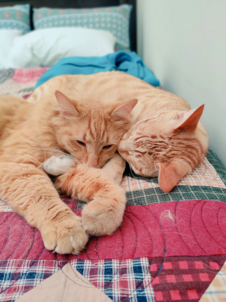 ram_cosmo's tweet photo. My backup battery just died marking the end of my last day of work this year. Time to join my cats.  #itsdezemba https://t.co/KP0pHirb8p