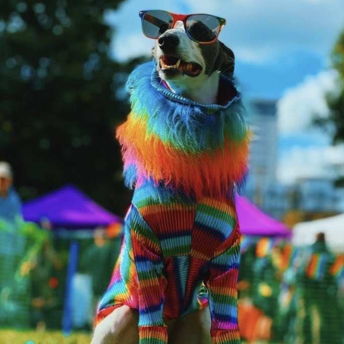 ExPaw_mcr's tweet photo. What a year! This year has been filled with plenty of doggy events from our Ex-Paw Extravaganza, Pooches of Pride, Walk &amp; Talks and Santa Paws!

We have had a #SUPAW time meeting all of your pooches and pooch parents and we can't wait to see you all in 2023🐶🐾

#manchesterevents https://t.co/i1b0O1jvFr