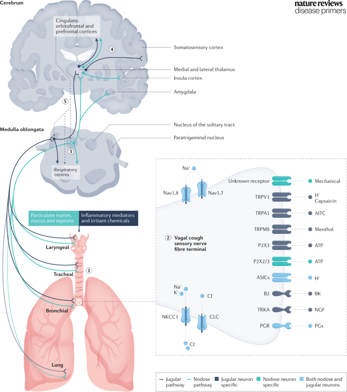DiseasePrimers's tweet photo. Our most viewed Primer of 2022 is:
Cough hypersensitivity and chronic cough. 🥇👏✨

https://t.co/DGgjk2Iyji https://t.co/OCwfb4lBLD