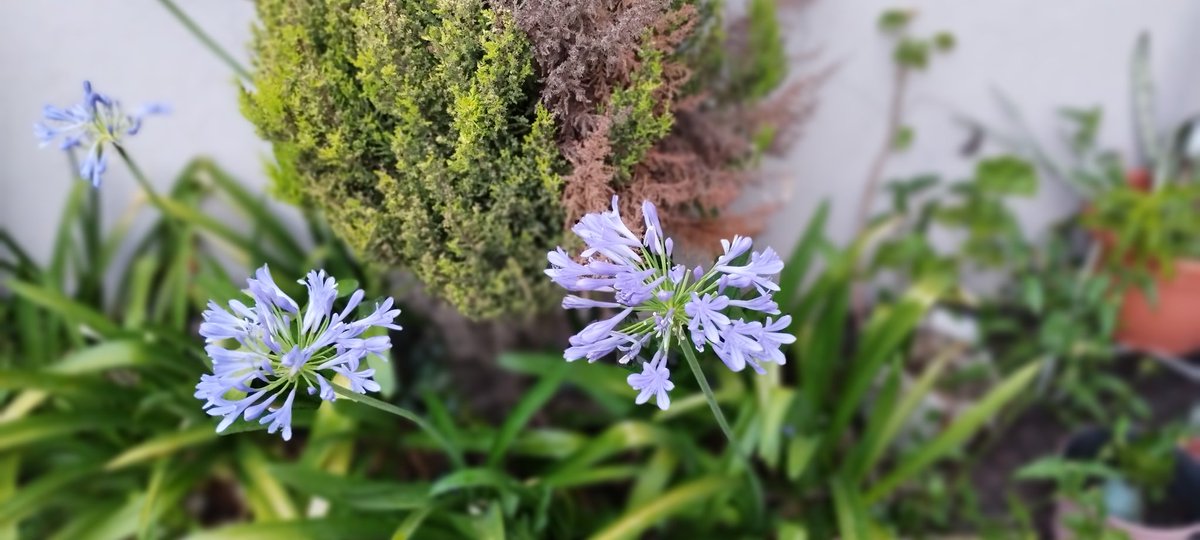 rhoda_2912_'s tweet image. &quot;Sólo había un jardín:
en el fondo de todo hay un jardín donde se abre la flor azul del sueño de Novalis. 
Ahí está tu jardín.
Talita cumi.&quot;
Olga Orozco, a Alejandra Pizarnik