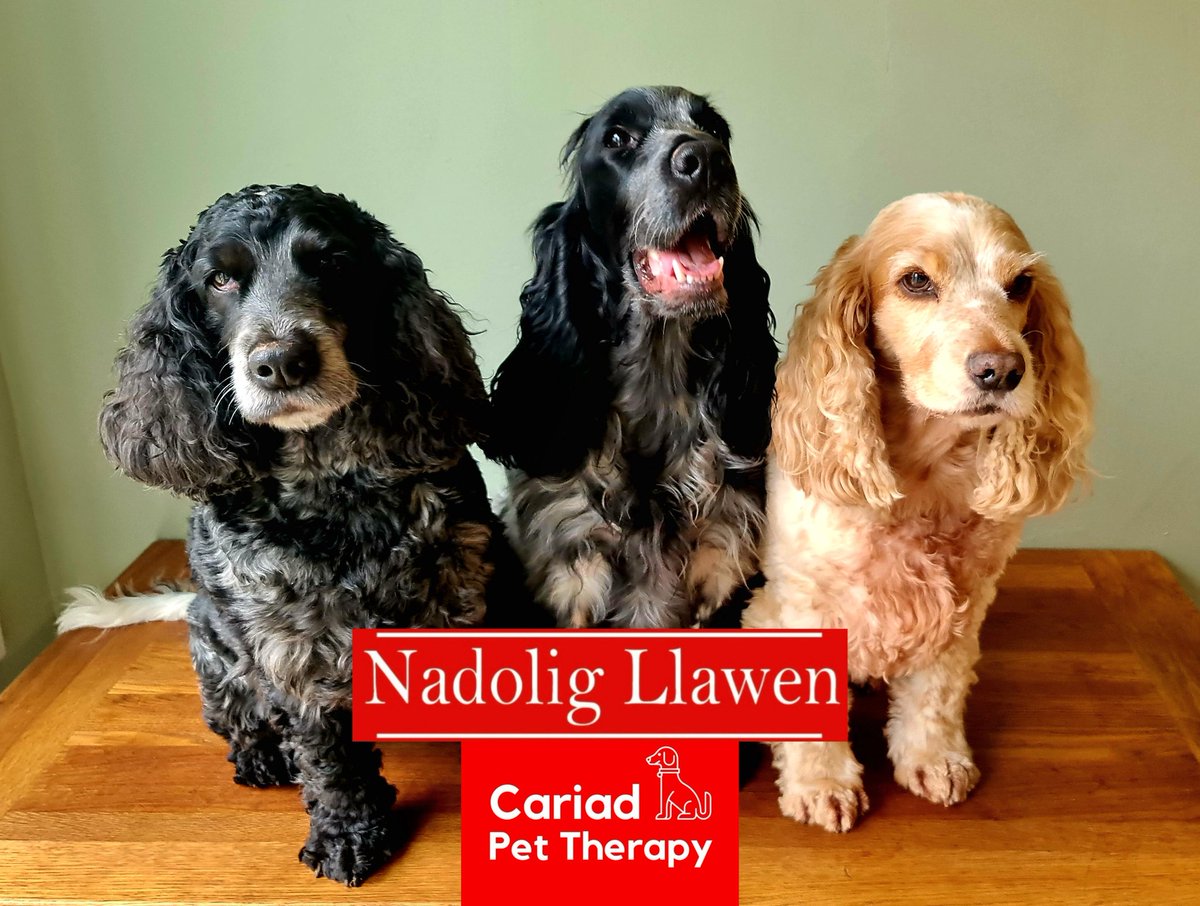 huwrob62's tweet photo. @CariadPet #pettherapy #dogsofinstagram #therapydog #therapydogsofinstagram #animalassistedtherapy #therapyspaniel #roanspaniel #wellbeing #cariadpettherapy https://t.co/ereJT60i7U