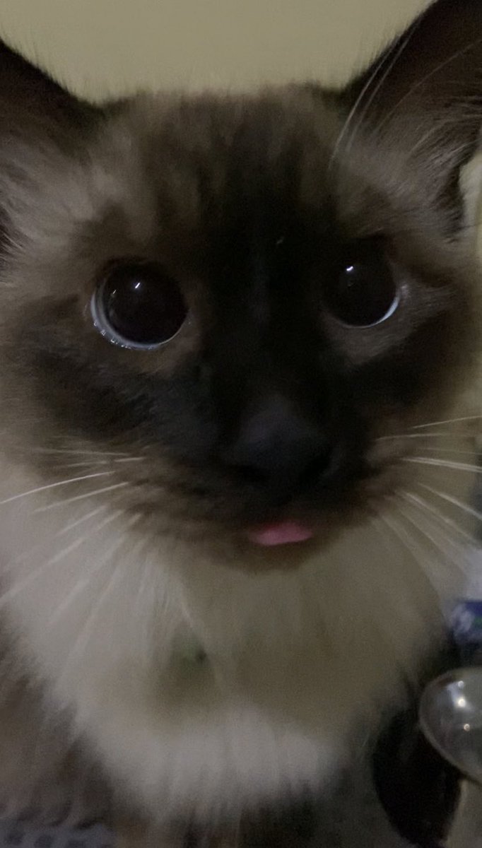 ubithecat's tweet image. 