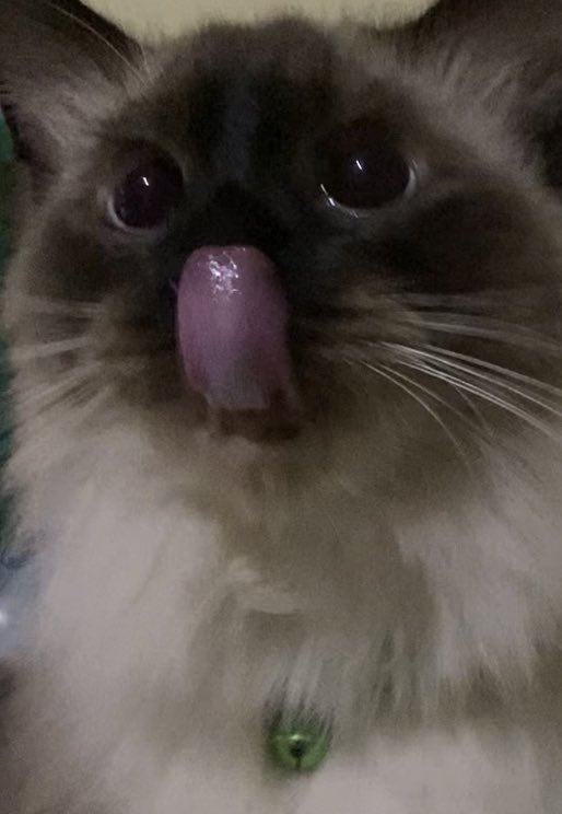 ubithecat's tweet image. 