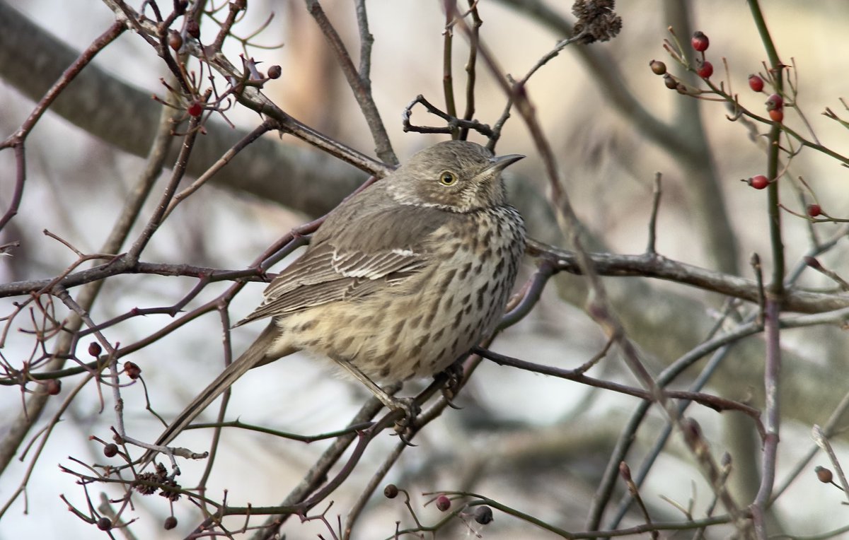 dhitchcox's tweet photo. We just found a SAGE THRASHER on ⁦@MaineAudubon⁩’s bird walk at Gilsland Farm in Falmouth. Only the second record of this species in Maine!! https://t.co/PVGFK18czu