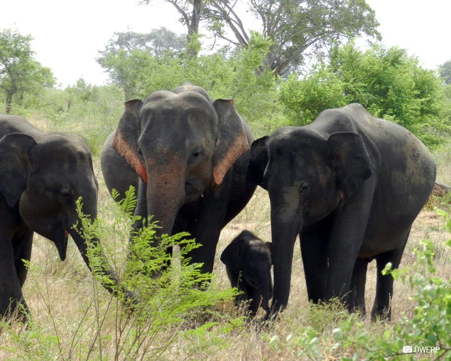 On October 2, 2022, our beloved Jasmine was killed by a bullet to the head while in her usual spot in the park. Today, we honor her. Our fight for conservation lives on for Asian elephants like Jasmine. Read our tribute in our blog here: bit.ly/TnLjasmine