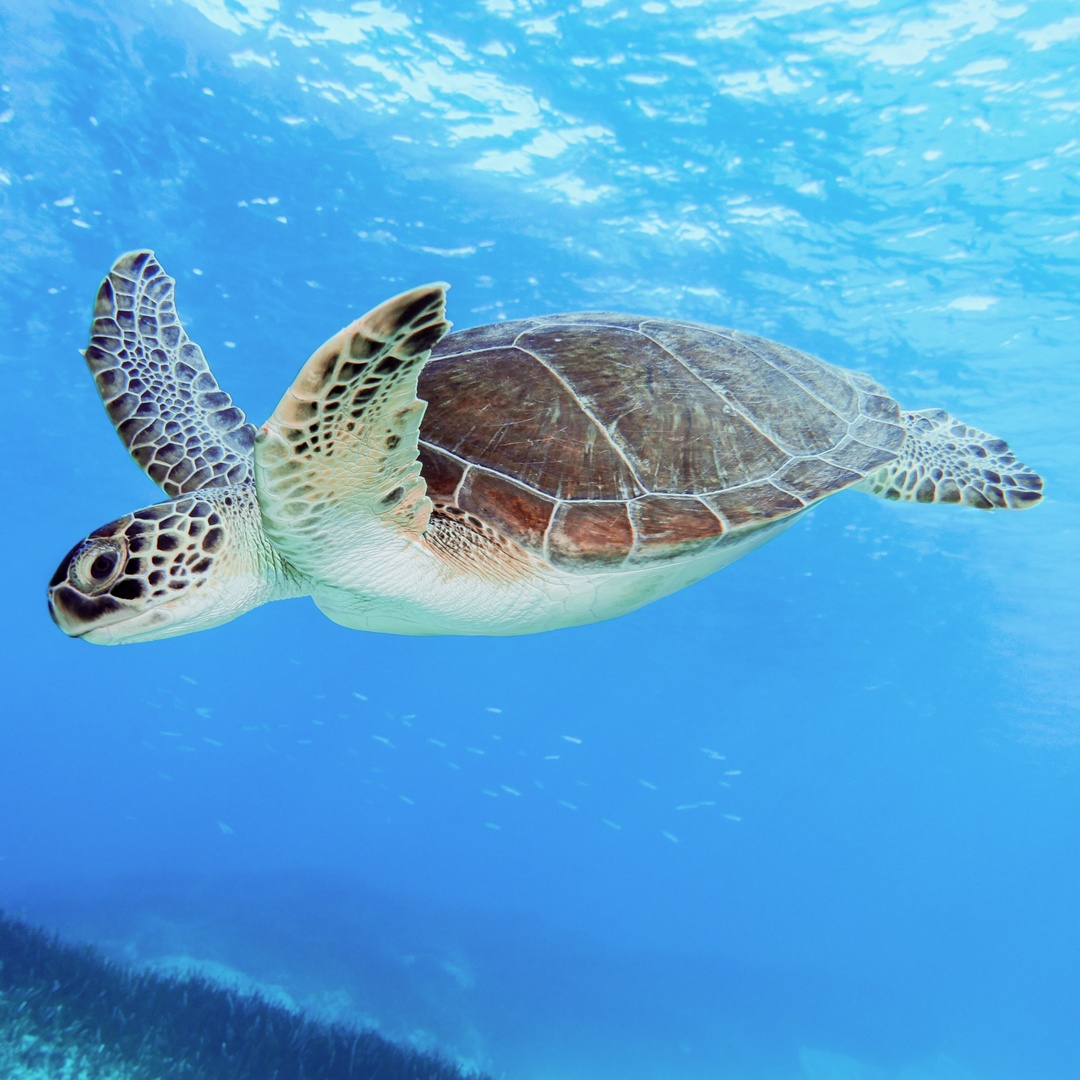 GumboCoastal's tweet image. #SeaTurtleFact: On rare occasions, different sea turtle species have been able to successfully reproduce, resulting in #hybrid offspring! These hybrid offspring from the same 2 parent species may even differ in appearance, showing physical characteristics from either species.