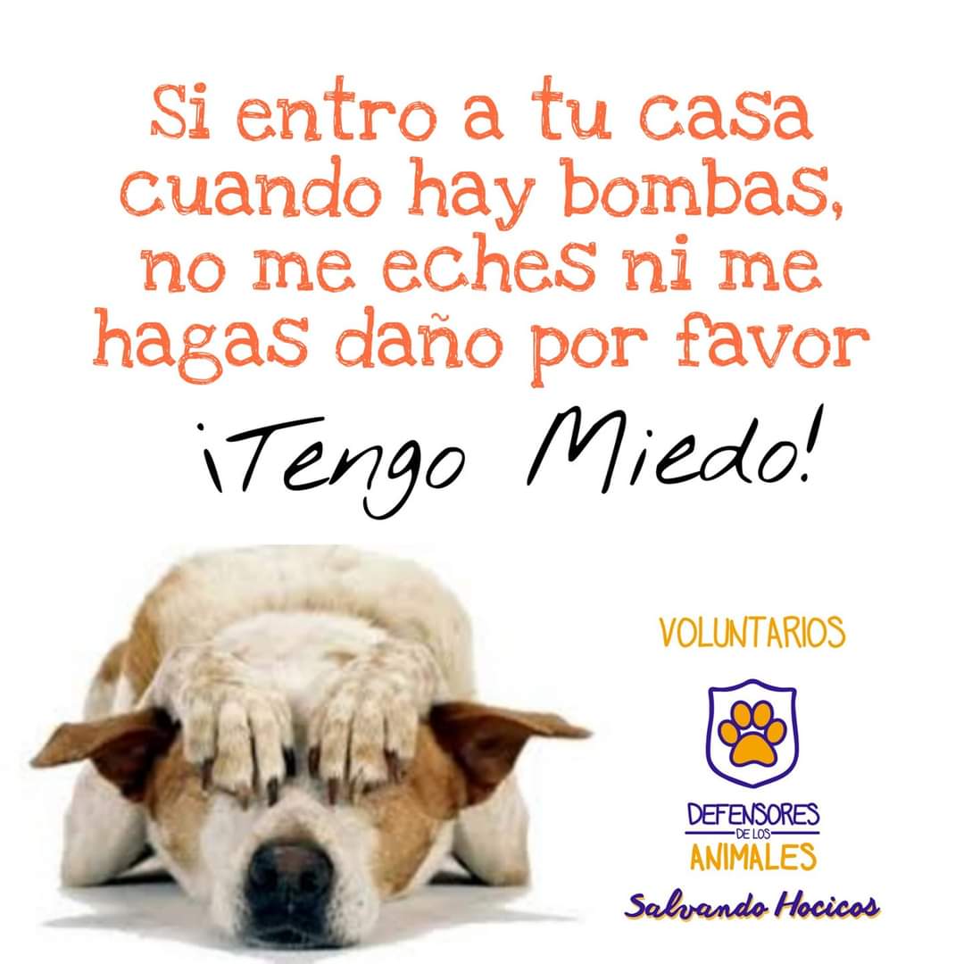 salvandohocicos's tweet photo. Si entro a tu casa cuando hay bombas, no me eches por favor, resguardame ❗
Se el humano que te gustaría que tu perro encuentre si se pierde.

#SalvandoHocicosParaguay #pirotecniacero #bastadepirotecnias https://t.co/fLIk8nuGfj