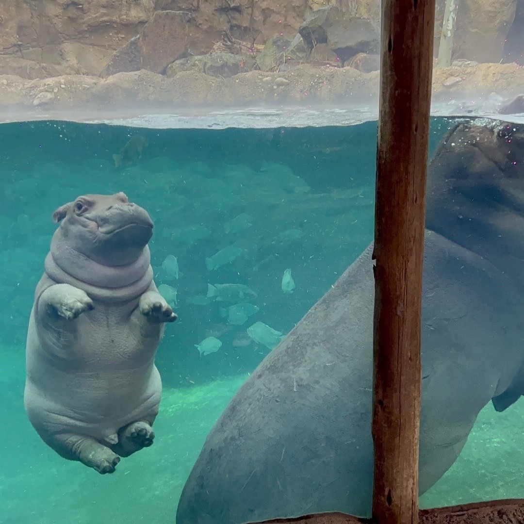 Cincinnati Zoo on Twitter "Fritz weighed in at 399 pounds today! Let's