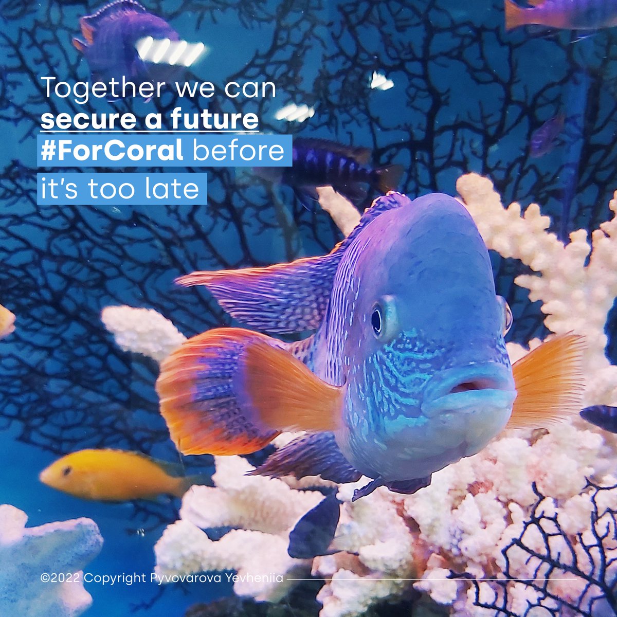 The fate of coral reefs is in our hands. What we do over the next decade is crucial. That’s why we will be scaling-up & delivering innovative science & tech to restore coral reefs 🪸💙🌎 #ForCoral #SaveOurOcean