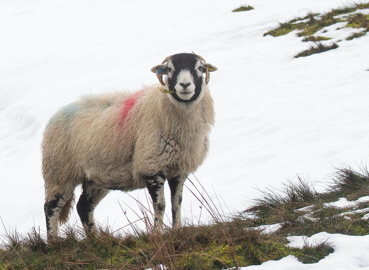 LickyCowGallery's tweet photo. As we get closer to Christmas the hope for a white Christmas tends to fade across much of the UK, I wonder what we are going to get this year? https://t.co/EDqKvea3cj