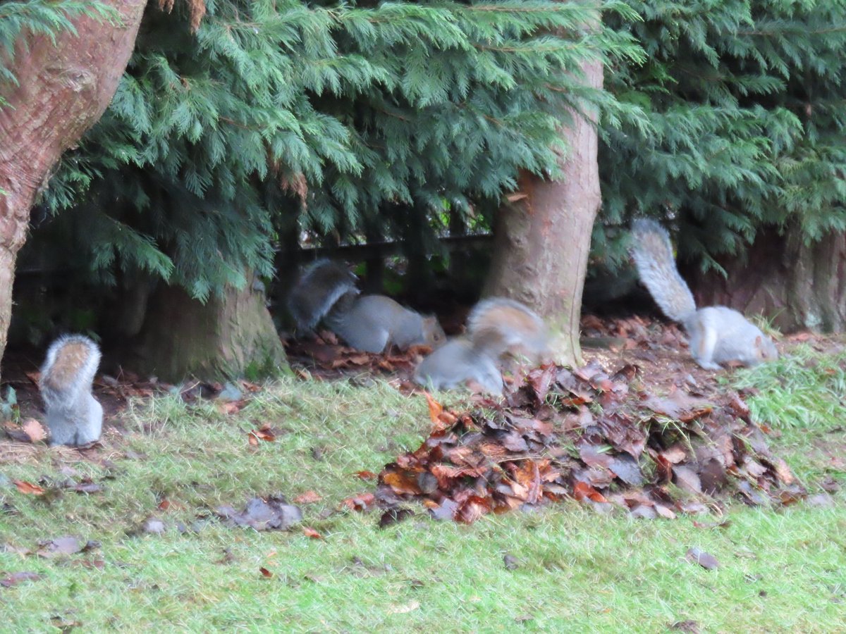 marcia_kennedy's tweet photo. Not a great picture I had to be quick to capture 4 squirrels' bums in one go! ππ€£π€£
#nature #squirrelfest. https://t.co/d25J5lnaLr