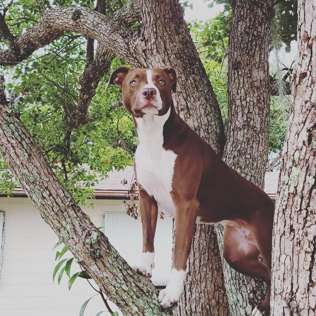 skipstomusic's tweet photo. This dog.... #dogsofinstagram #rescuedog #poppy #monkeydog https://t.co/yX5vMmNl8n
