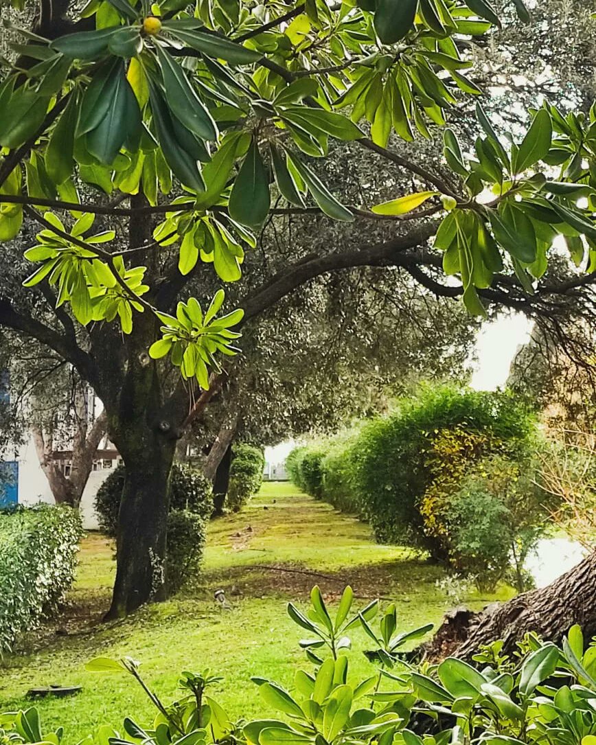 BranaghTh's tweet photo. December 2022, Adriatic Coast
©️BranaghBel Photography
#NaturePhotography #naturaleza #photo #Mediterranean #DecemberWish #EuropeanUnion #kunst #wintervacations #beautiful #branaghbel #GreenChristmas #ChristmasGift #christmas2022 #ThankYou https://t.co/p8GPDoGOrD