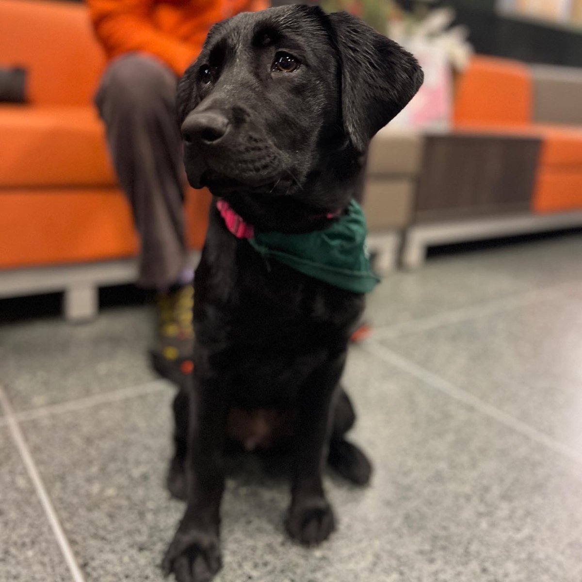 Princeton's tweet photo. There were plenty of pups to pet at this week's @PUCampusRec #StressLessWeek in Dillon Gym! πΆ https://t.co/fsVu5A23A7