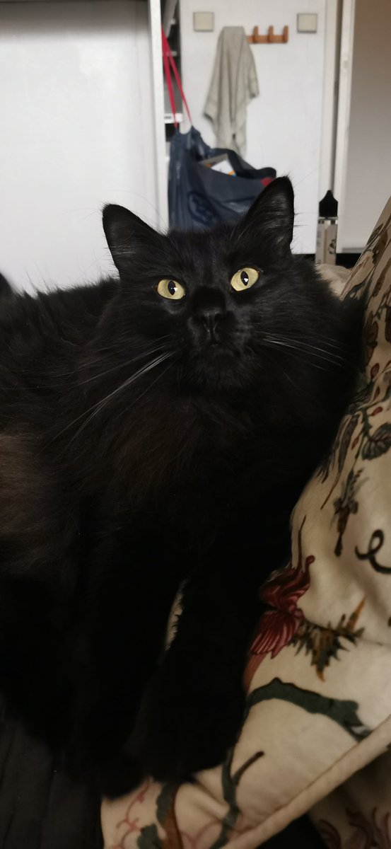 GubreLu's tweet photo. Je pense que le Twitter mondial manque de Barnabus, mais ce n'est que mon avis. https://t.co/DjEqDRd5QB