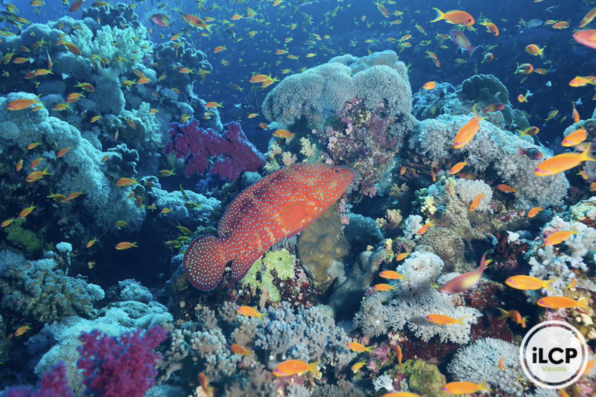 ILCP's tweet photo. Coral Grouper also known as coral trout(Cephalopholis miniata) and prolific reef system. Red Sea, Egypt

© Michele Westmoreland / iLCP 
____
#coralreef #oceanecosystem #reefrestoration #ilcp #ilcp_photographers #wildlifephotography #conservationphotographer #underwaterphoto https://t.co/IEXT9p0RrM