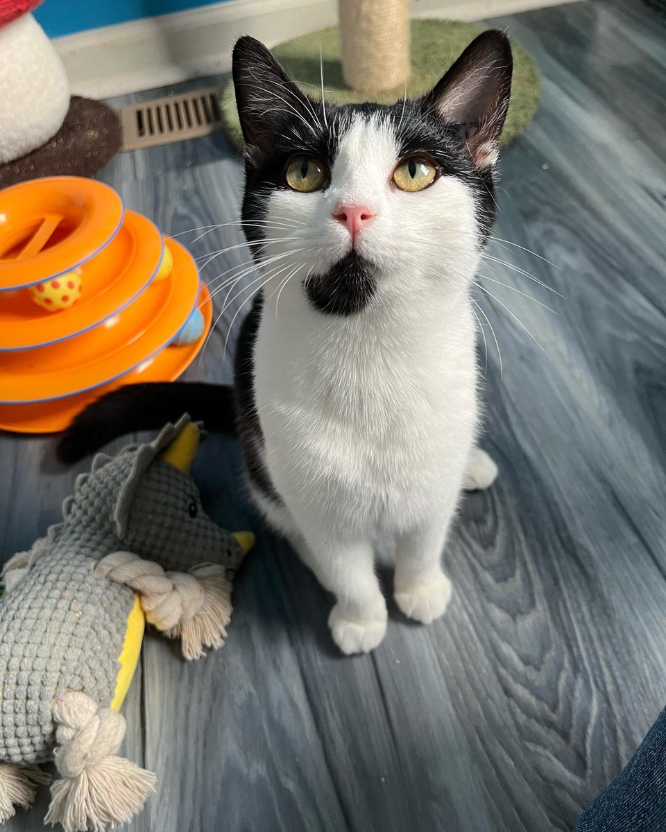crits4cats's tweet photo. This is Potsticker. She was born on a farm and despite not having much handling by humans, is the sweetest girl who loves to sit on your lap and be petted. She’s so unhappy at the adoption center and would really like to have a home of her own for Xmas. https://t.co/EibwQZHAgp https://t.co/pWZaIUqhK8