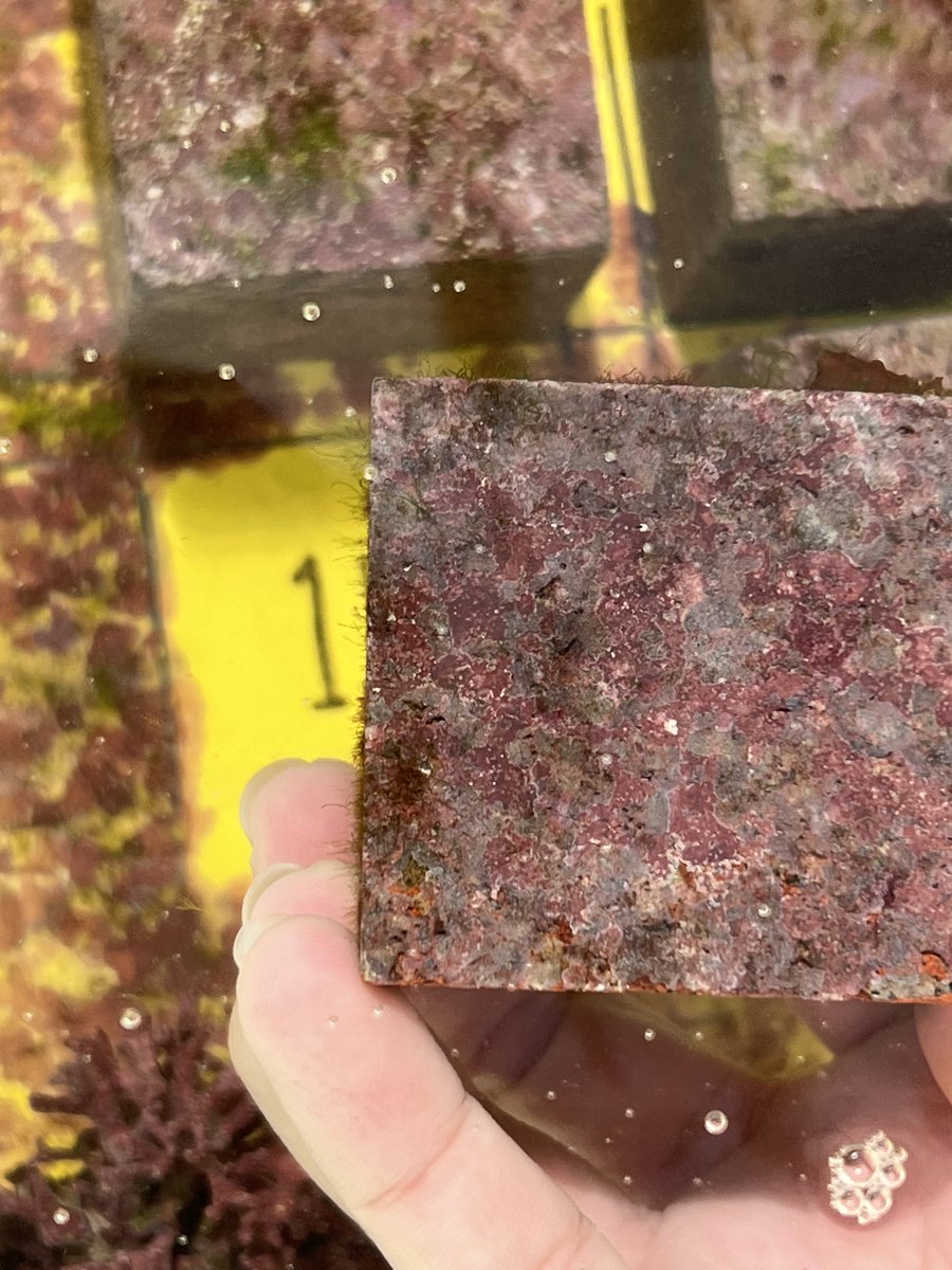 This photo from student researcher Raianne Quichocho shows a growth of crustose calcifying red algae in #Guam. 

Raianne explains that the #photosynthetic organisms play a key role in #CoralReefs as cement and preferred settlement for invertebrate larvae. 

#SEASIslandsAlliance