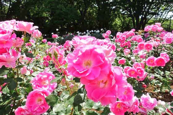 Yosuke19740814's tweet photo. Good morning TGIFunky Friday.
It's cold early in the morning to catch a cold, nothing to chat in woods in my hometown of Tokyo.
I'm so happy to listen the greatest.
Enjoy The Great Escape Always.
#guyperryman #interfm897 #radiko
#FridayVibes #WinterVibes #December23th #Chrismas https://t.co/GmahqQJrVl