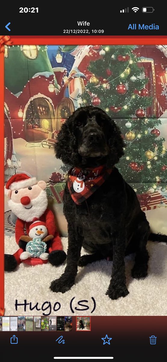 smiddy5555's tweet photo. @Lisa_de_Laat I give you Hugo. Happy Christmas 🤶 https://t.co/XzbzlW12J2